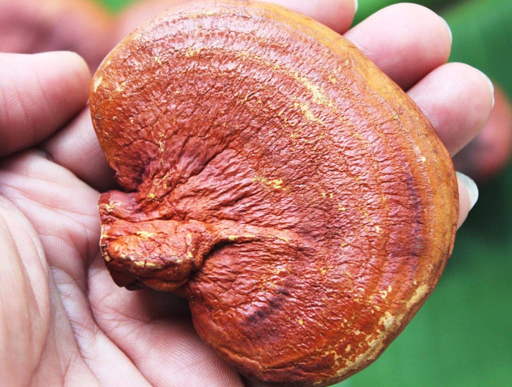 reishi-a-cosa-serve