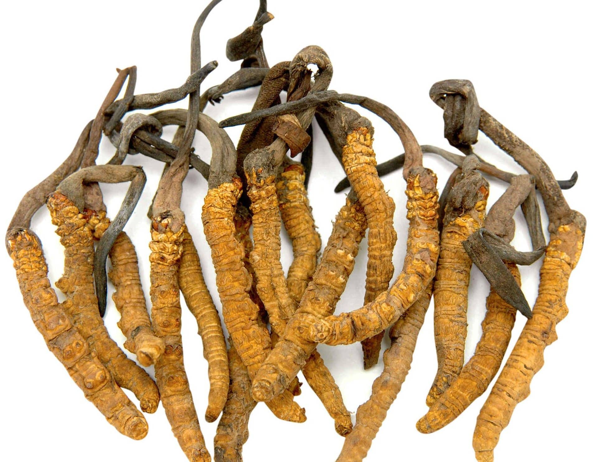 Cordyceps benefici Cordyceps benefici